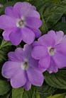 /Images/johnsonnursery/product-images/Impatiens Sunpatiens Compact Orchid_46p38fb45.jpg